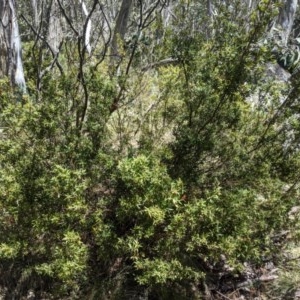 Leucopogon gelidus at Cotter River, ACT - 8 Nov 2020 11:46 AM