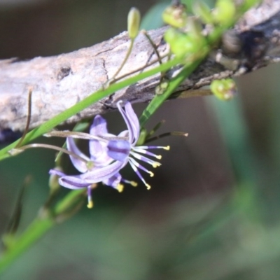 Caesia parviflora var. vittata (Pale Grass-lily) at Moruya, NSW - 14 Nov 2020 by LisaH