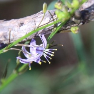 Caesia parviflora var. vittata at Moruya, NSW - 14 Nov 2020