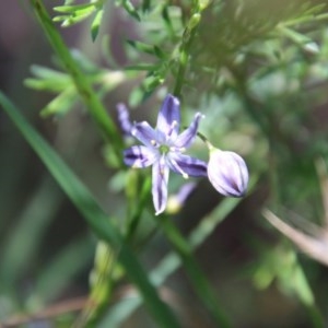 Caesia parviflora var. vittata at Moruya, NSW - 14 Nov 2020