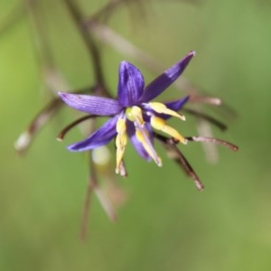 Dianella sp. at Moruya, NSW - suppressed