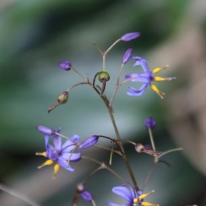 Dianella sp. at Moruya, NSW - suppressed