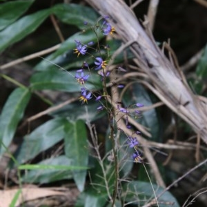 Dianella sp. at Moruya, NSW - suppressed