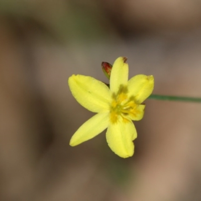 Ornduffia reniformis (Running Marsh-flower) at Broulee Moruya Nature Observation Area - 14 Nov 2020 by LisaH