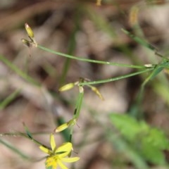 Ornduffia reniformis at Moruya, NSW - suppressed