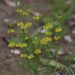 Pimelea curviflora (Curved Rice-flower) at Gundaroo, NSW - 16 Nov 2020 by Gunyijan