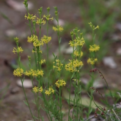 Pimelea curviflora (Curved Rice-flower) at Gundaroo, NSW - 16 Nov 2020 by Gunyijan