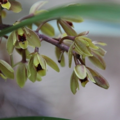 Cymbidium suave (Snake Orchid) at Broulee Moruya Nature Observation Area - 14 Nov 2020 by LisaH