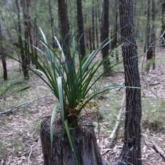 Cymbidium suave at Moruya, NSW - suppressed