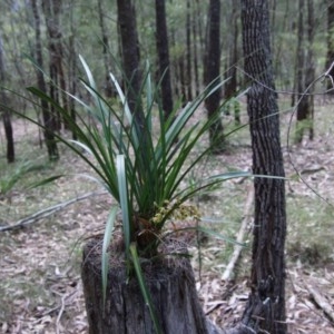 Cymbidium suave at Moruya, NSW - suppressed