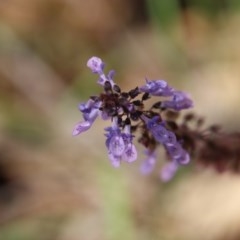 Plectranthus parviflorus at Broulee Moruya Nature Observation Area - 14 Nov 2020 by LisaH