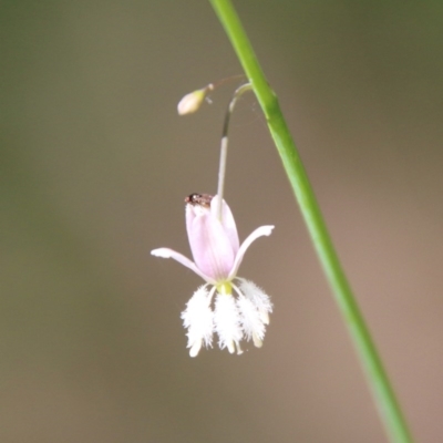 Arthropodium glareosorum (Yellow-anthered Rock Lily) at Moruya, NSW - 14 Nov 2020 by LisaH