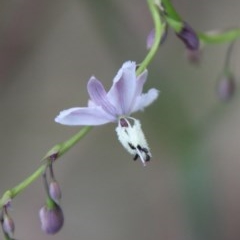 Arthropodium milleflorum (Vanilla Lily) at Broulee Moruya Nature Observation Area - 14 Nov 2020 by LisaH