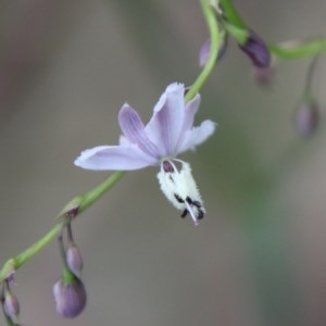 Arthropodium milleflorum at Moruya, NSW - 14 Nov 2020