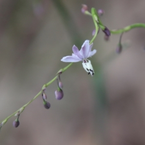 Arthropodium milleflorum at Moruya, NSW - 14 Nov 2020