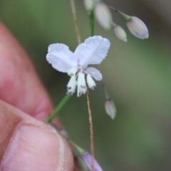 Arthropodium milleflorum (Vanilla Lily) at Broulee Moruya Nature Observation Area - 14 Nov 2020 by LisaH