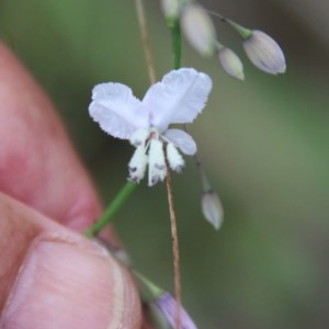 Arthropodium milleflorum at Moruya, NSW - suppressed