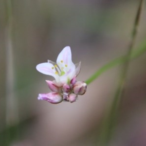 Laxmannia gracilis at Moruya, NSW - suppressed