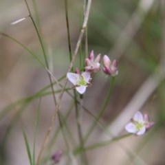 Laxmannia gracilis at Moruya, NSW - 14 Nov 2020