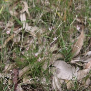 Laxmannia gracilis at Moruya, NSW - suppressed