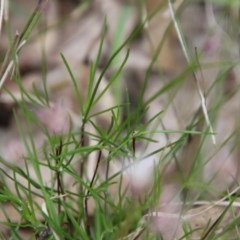 Laxmannia gracilis at Moruya, NSW - suppressed