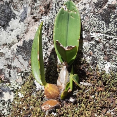 Dendrobium speciosum (Rock Lily) at suppressed - 14 Nov 2020 by Greggy