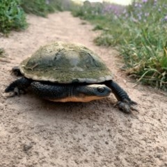 Chelodina longicollis (Eastern Long-necked Turtle) at West Belconnen Pond - 15 Nov 2020 by NNC