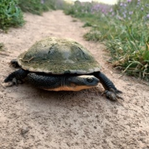 Chelodina longicollis at Dunlop, ACT - 16 Nov 2020