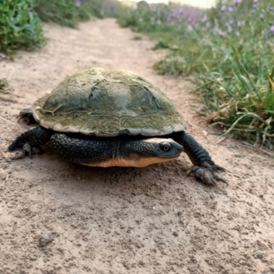 Chelodina longicollis (Eastern Long-necked Turtle) at Dunlop, ACT - 15 Nov 2020 by NNC