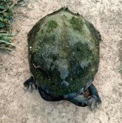 Chelodina longicollis at Dunlop, ACT - 16 Nov 2020 08:38 AM