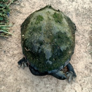 Chelodina longicollis at Dunlop, ACT - 16 Nov 2020