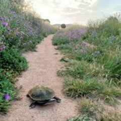 Chelodina longicollis at Dunlop, ACT - 16 Nov 2020