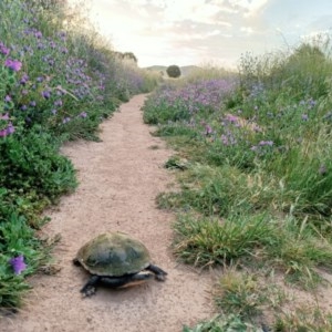 Chelodina longicollis at Dunlop, ACT - 16 Nov 2020