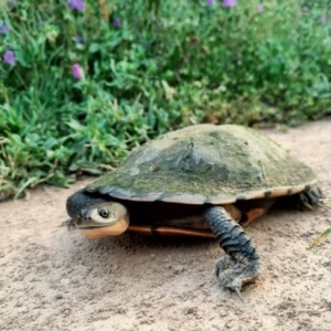 Chelodina longicollis at Dunlop, ACT - 16 Nov 2020