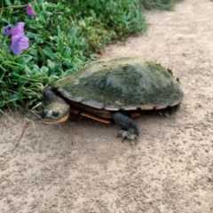 Chelodina longicollis at Dunlop, ACT - 16 Nov 2020