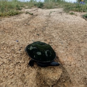 Chelodina longicollis at Dunlop, ACT - 12 Nov 2020