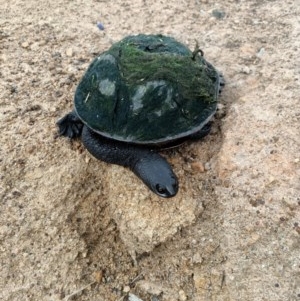 Chelodina longicollis at Dunlop, ACT - 12 Nov 2020 06:44 AM