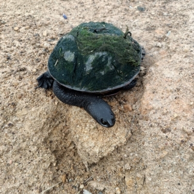 Chelodina longicollis (Eastern Long-necked Turtle) at Dunlop, ACT - 12 Nov 2020 by NNC