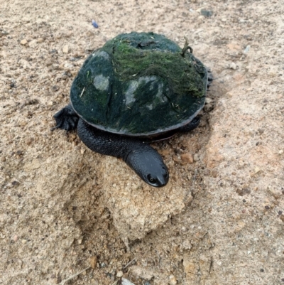 Chelodina longicollis (Eastern Long-necked Turtle) at West Belconnen Pond - 11 Nov 2020 by NNC