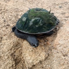 Chelodina longicollis at Dunlop, ACT - 12 Nov 2020