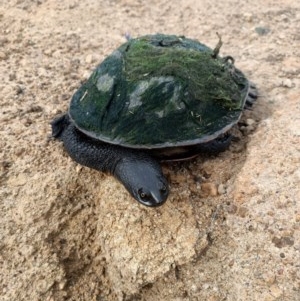 Chelodina longicollis at Dunlop, ACT - 12 Nov 2020 06:44 AM