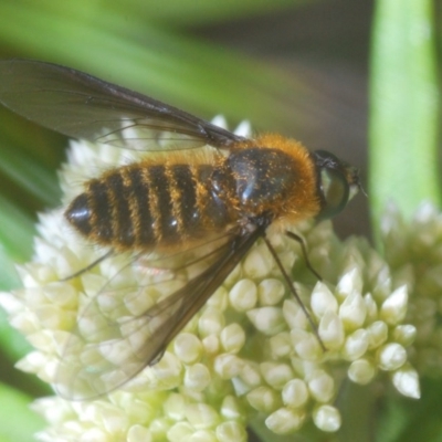 Comptosia apicalis (A bee fly) at Bruce, ACT - 13 Nov 2020 by Harrisi