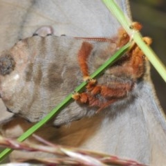 Opodiphthera eucalypti (Emperor Gum Moth) at Black Mountain - 11 Nov 2020 by Harrisi