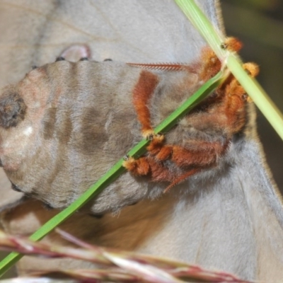 Opodiphthera eucalypti (Emperor Gum Moth) at Black Mountain - 11 Nov 2020 by Harrisi