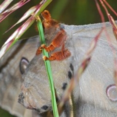 Opodiphthera eucalypti at Bruce, ACT - 11 Nov 2020