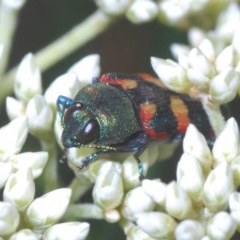 Castiarina sexplagiata (Jewel beetle) at Black Mountain - 11 Nov 2020 by Harrisi