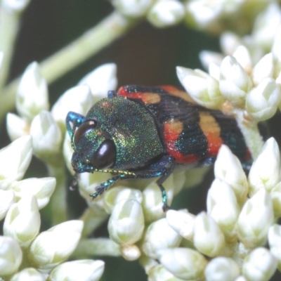 Castiarina sexplagiata (Jewel beetle) at Black Mountain - 11 Nov 2020 by Harrisi