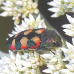 Castiarina sexplagiata at Bruce, ACT - 11 Nov 2020