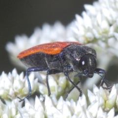 Castiarina erythroptera (Lycid Mimic Jewel Beetle) at Bruce, ACT - 11 Nov 2020 by Harrisi