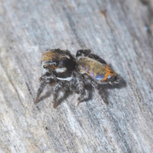 Maratus calcitrans at Bruce, ACT - 11 Nov 2020